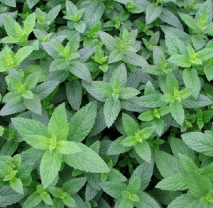 Wintergreen Mint – Natures Herb Farm