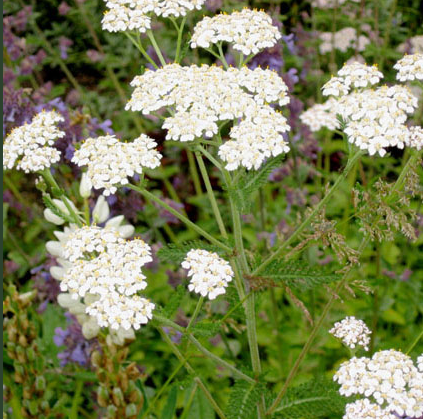 White Yarrow – Natures Herb Farm
