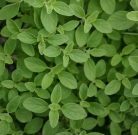 Natures Herb Farm | Oregano